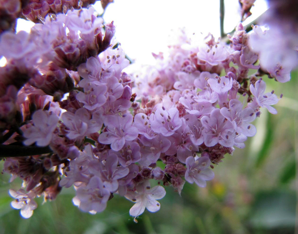 Image of Limonium gmelinii specimen.