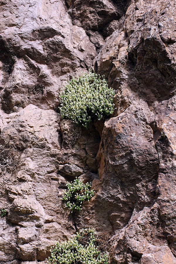 Image of Scutellaria immaculata specimen.