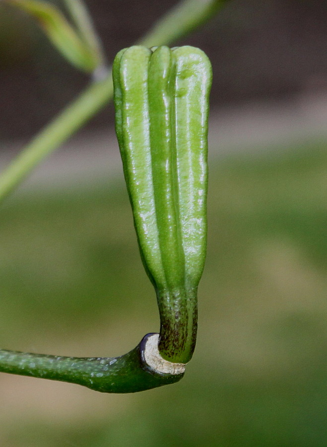 Image of Lilium henryi specimen.