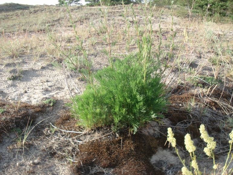 Image of Artemisia campestris specimen.