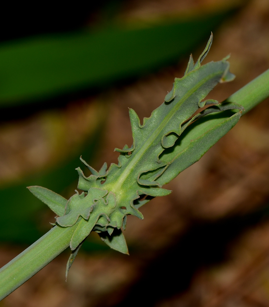 Image of Launaea mucronata specimen.