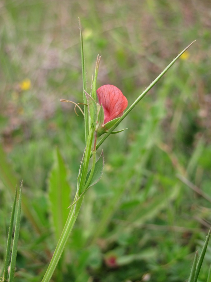 Изображение особи Lathyrus cicera.