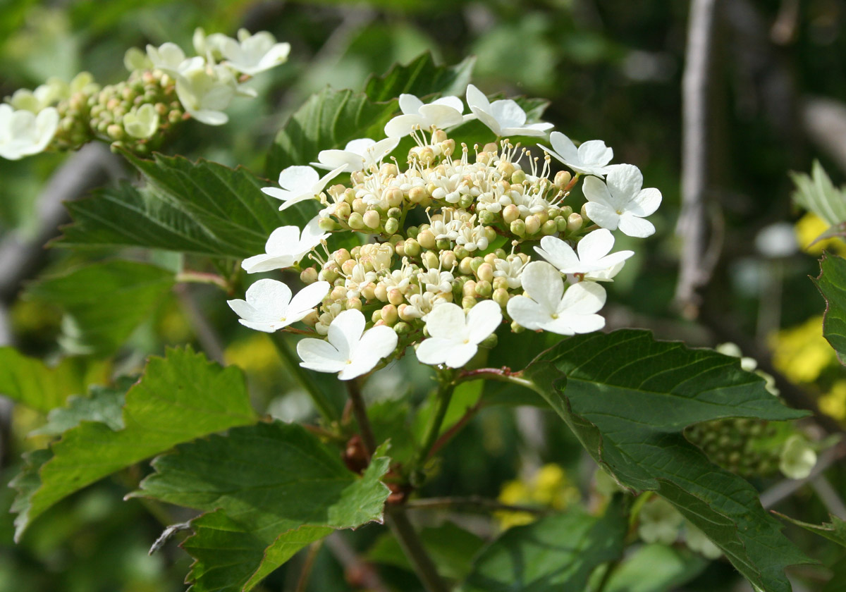 Изображение особи Viburnum opulus.