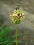 Poterium polygamum. Соцветие с кормящейсямухой. Ставропольский край, г. Кисловодск, парк, дорога под «Малым Седлом», на хорошо освещённом склоне горы, обочина дороги, обнажение, высота около 1060 м н.у.м. 19.05.2014.