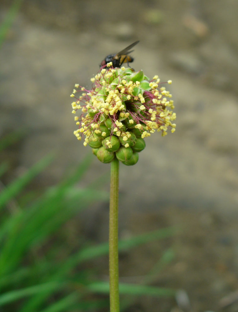 Image of Poterium polygamum specimen.