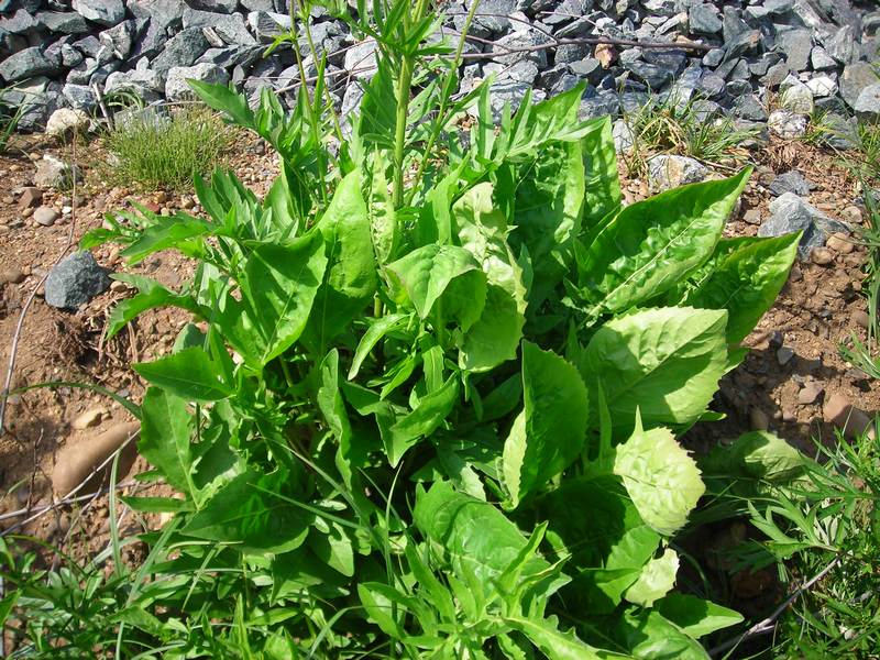 Image of Centaurea scabiosa specimen.