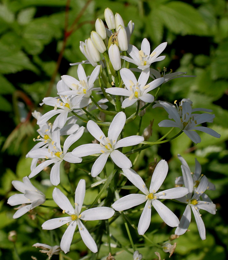 Изображение особи род Ornithogalum.