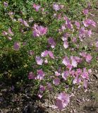 Malva moschata