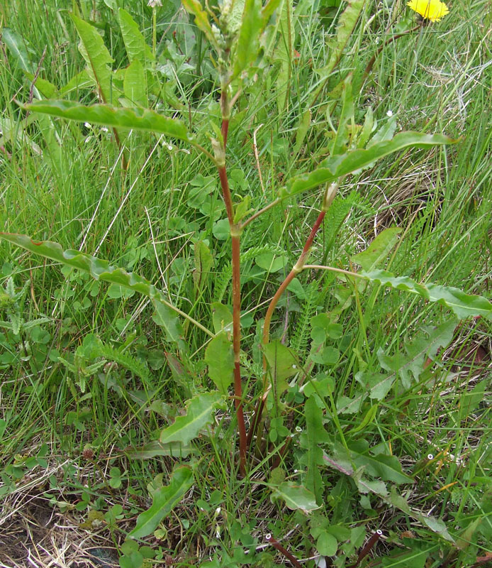 Image of Rumex longifolius specimen.