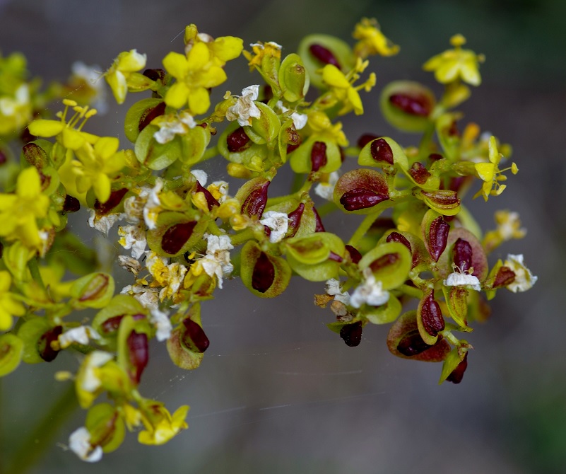 Image of Patrinia intermedia specimen.