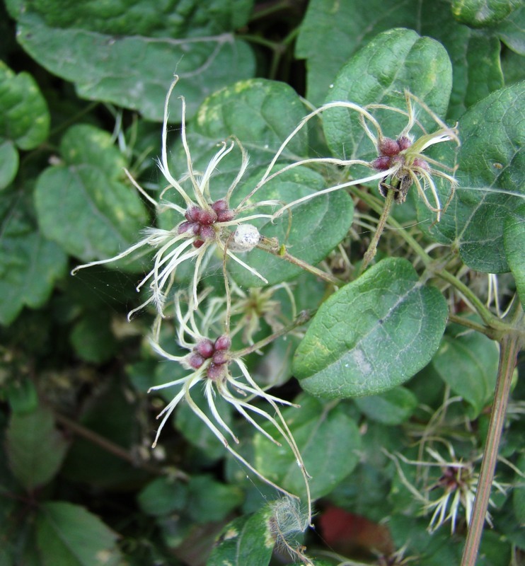 Image of Clematis vitalba specimen.