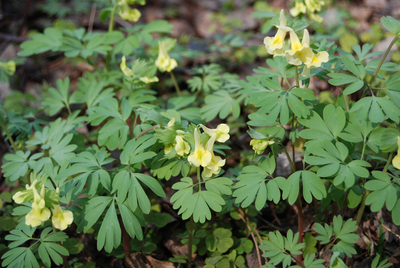 Image of Corydalis bracteata specimen.