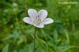 Geranium sieboldii