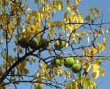 Maclura pomifera