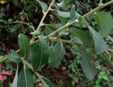 Salix caprea