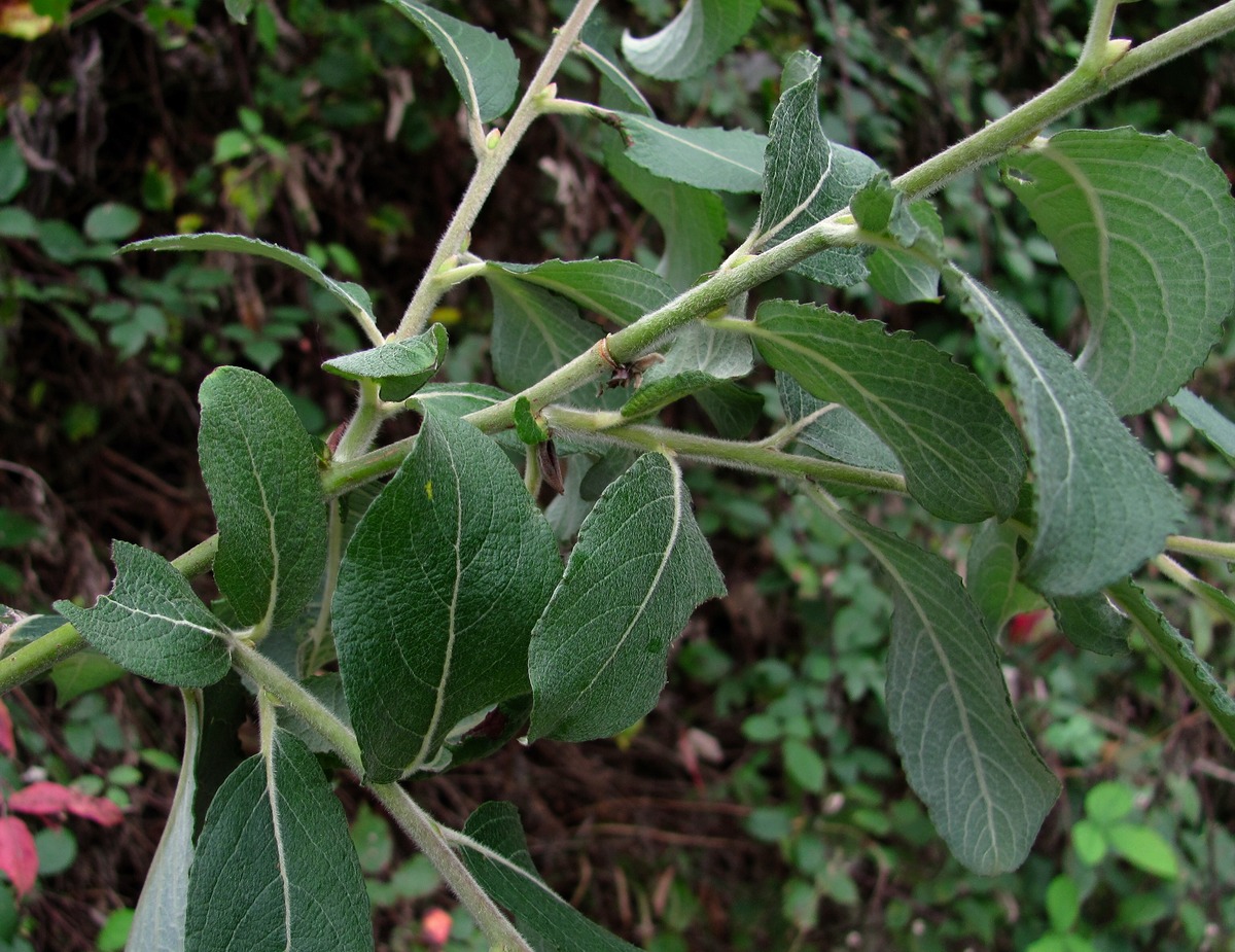 Image of Salix caprea specimen.