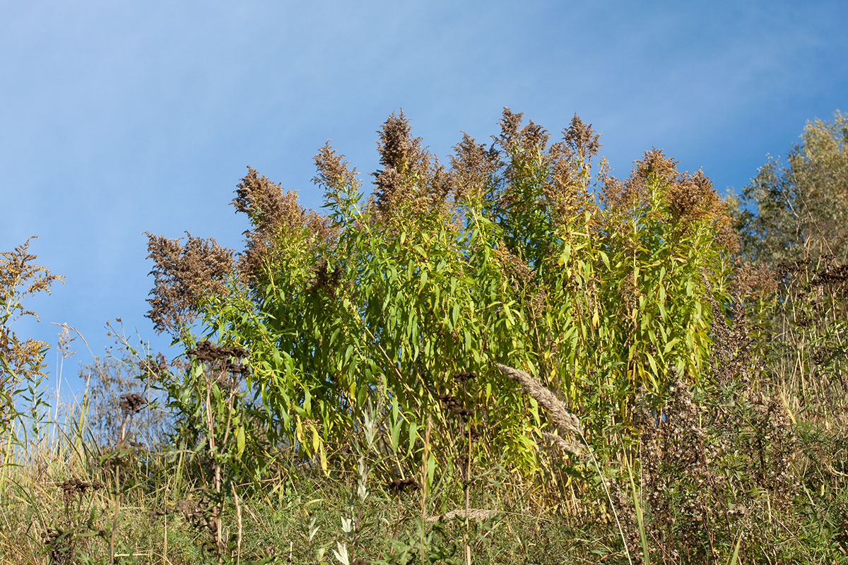 Image of Solidago canadensis specimen.