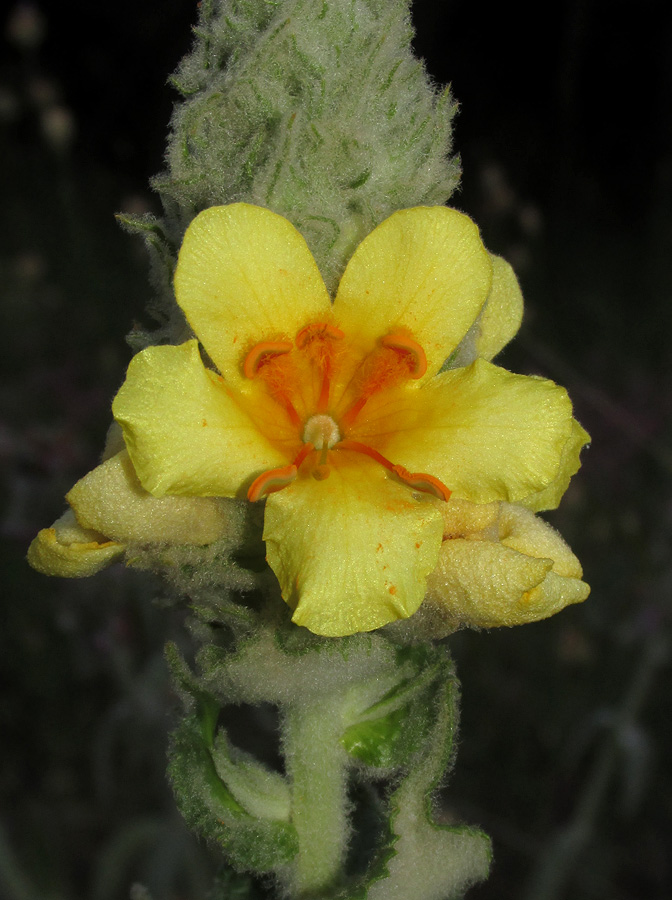 Image of Verbascum ovalifolium specimen.