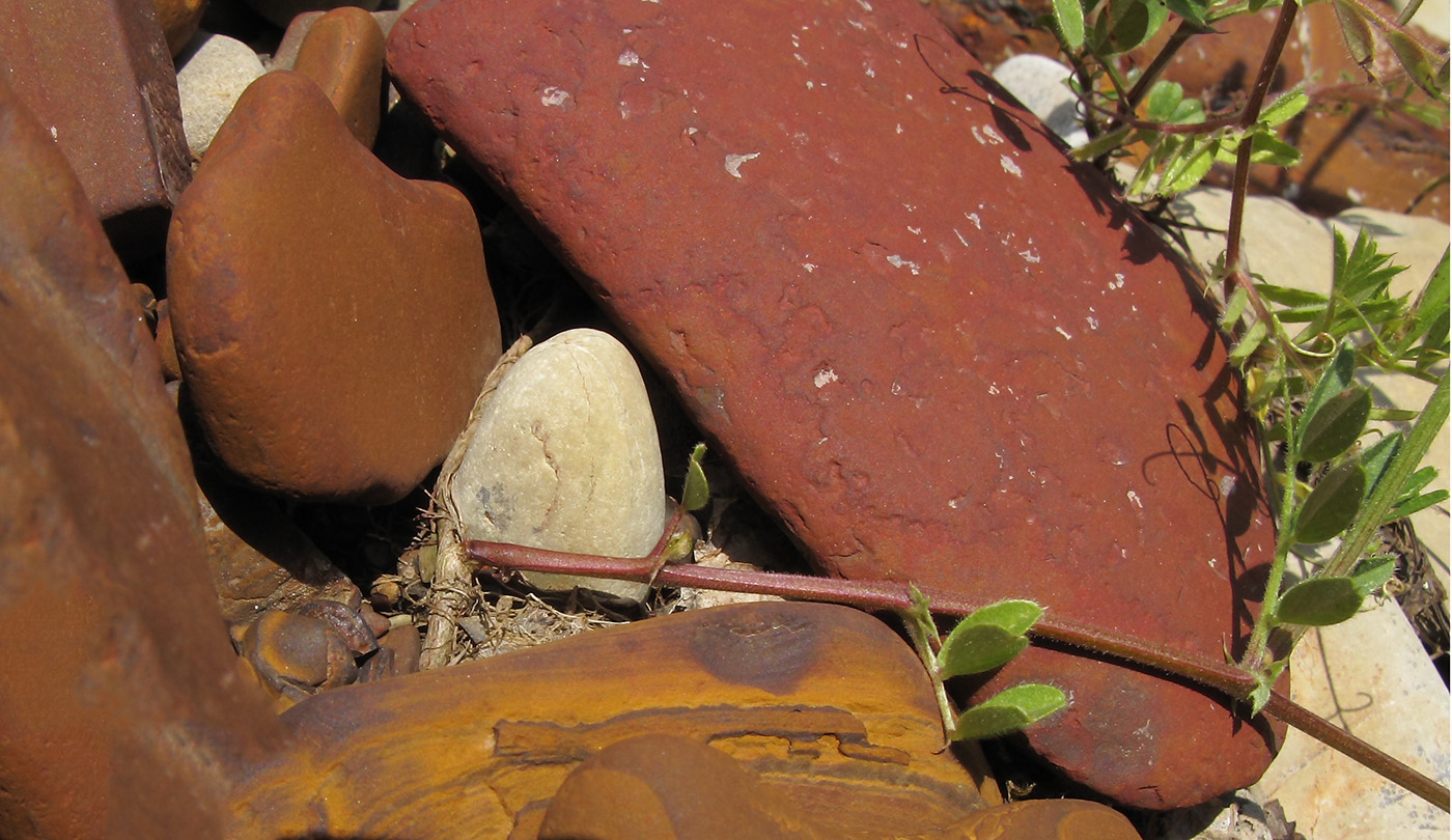 Image of Vicia angustifolia specimen.