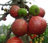 Ficus racemosa