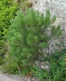 genus Pinus. Молодое растение. Испания, Андалусия, (комарка) Коста-дель-Соль-Оксиденталь, г. Касарес, обочина дороги около горного склона. Август 2015 г.