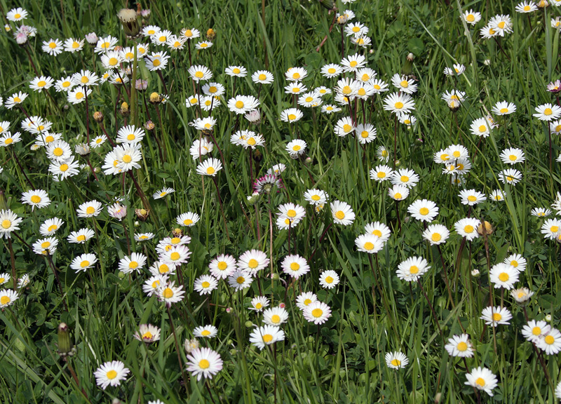 Изображение особи Bellis perennis.