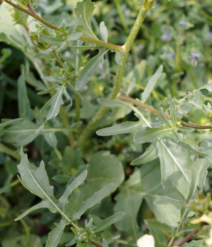 Image of Eruca sativa specimen.