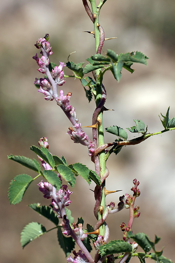 Image of Cuscuta lehmanniana specimen.