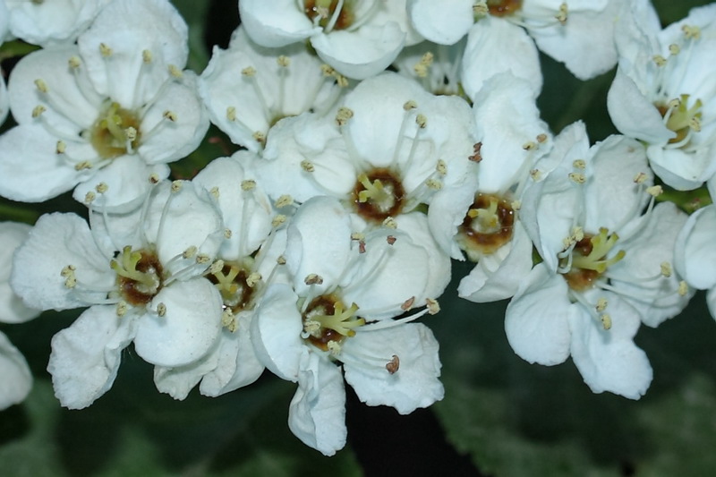 Image of Crataegus douglasii specimen.