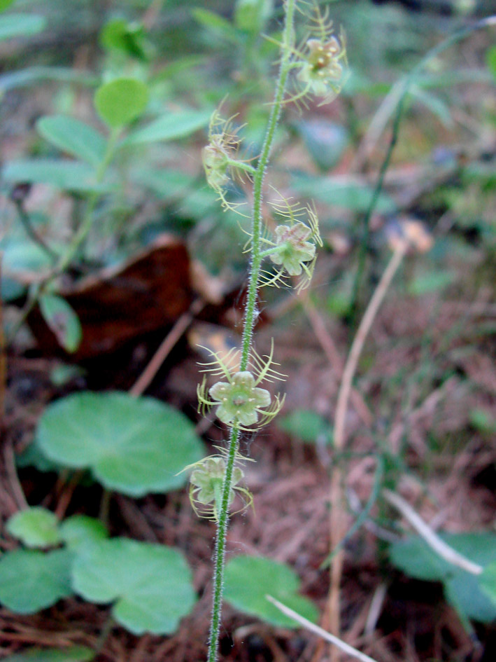 Image of Mitella nuda specimen.