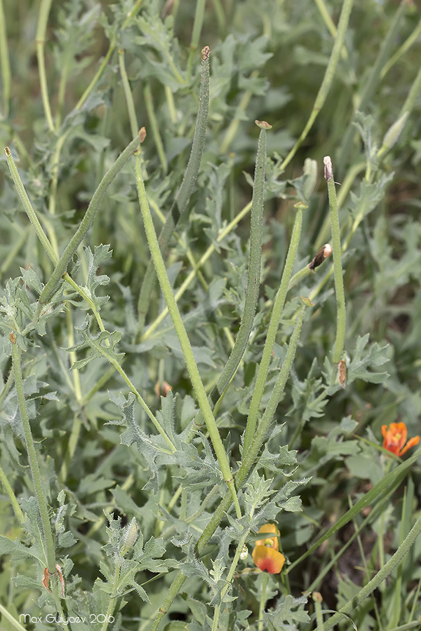 Изображение особи Glaucium corniculatum.