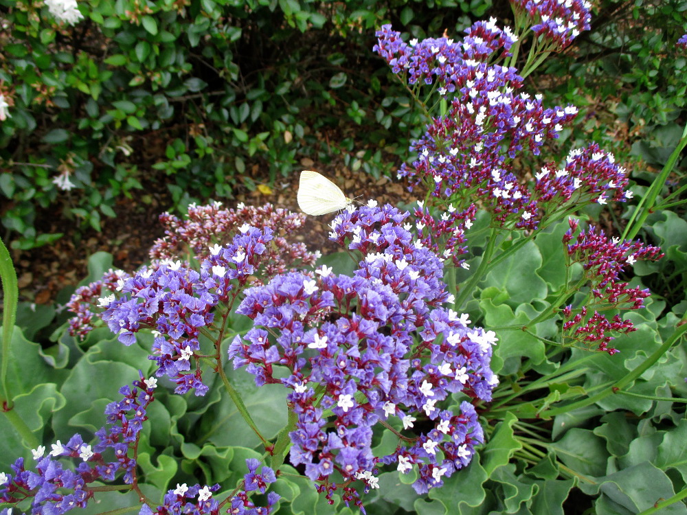 Image of Limonium perezii specimen.