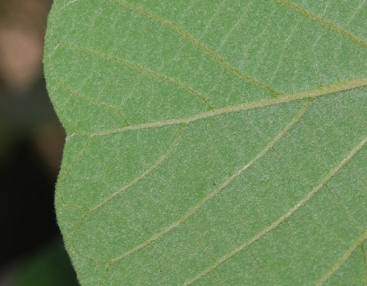 Image of Erythrina abyssinica specimen.