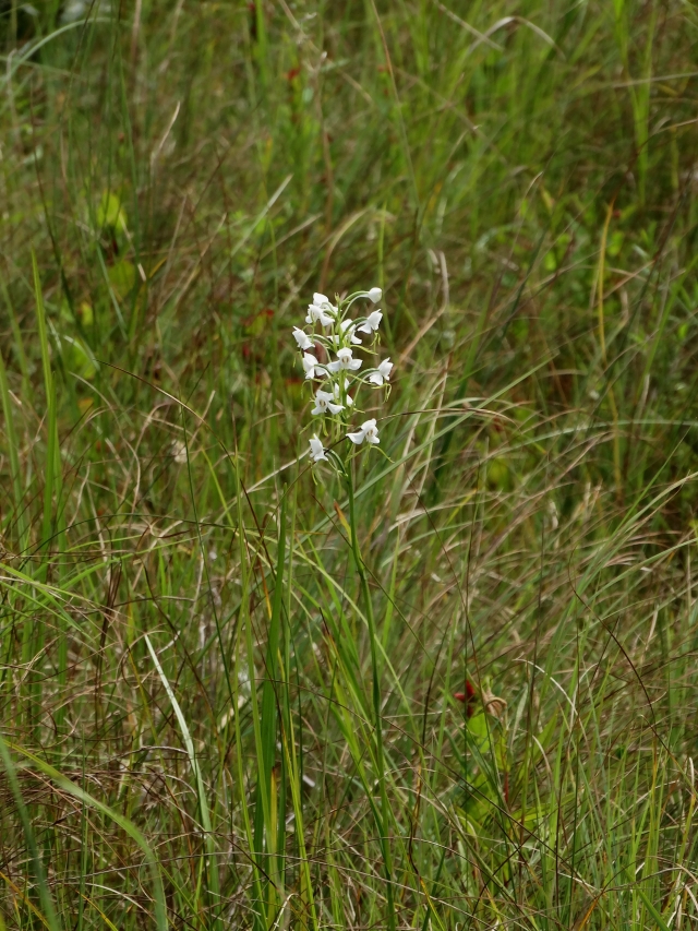 Image of Habenaria linearifolia specimen.