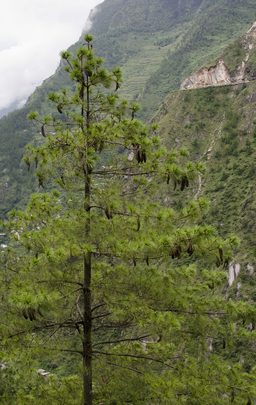 Image of Pinus wallichiana specimen.