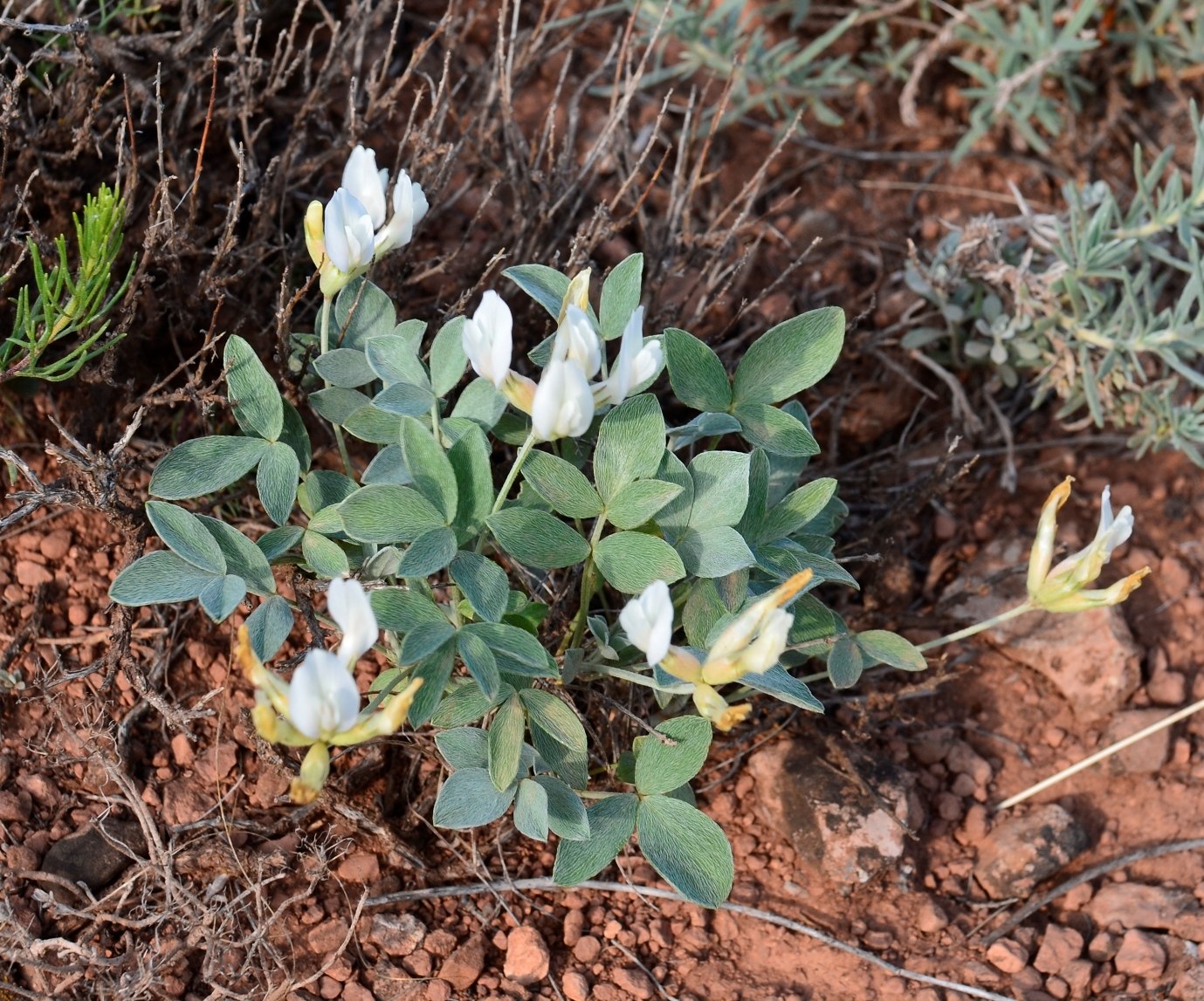 Image of Astragalus helmii ssp. tergeminus specimen.