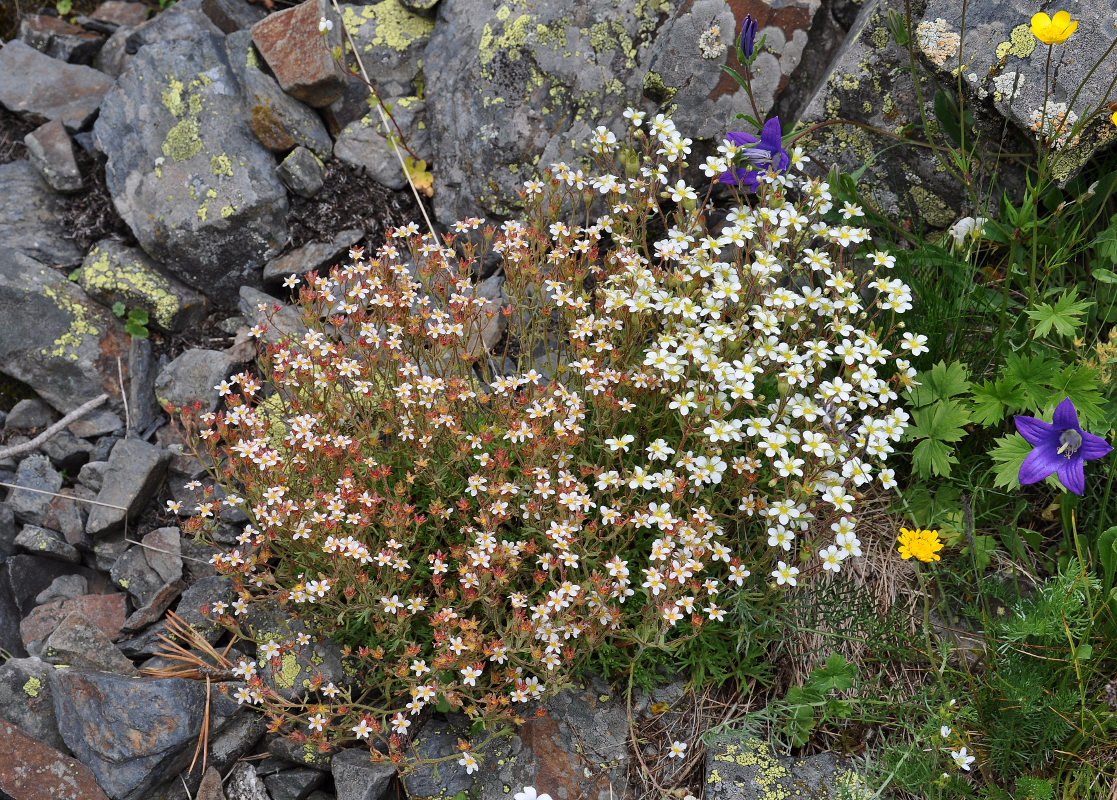 Image of Saxifraga exarata specimen.