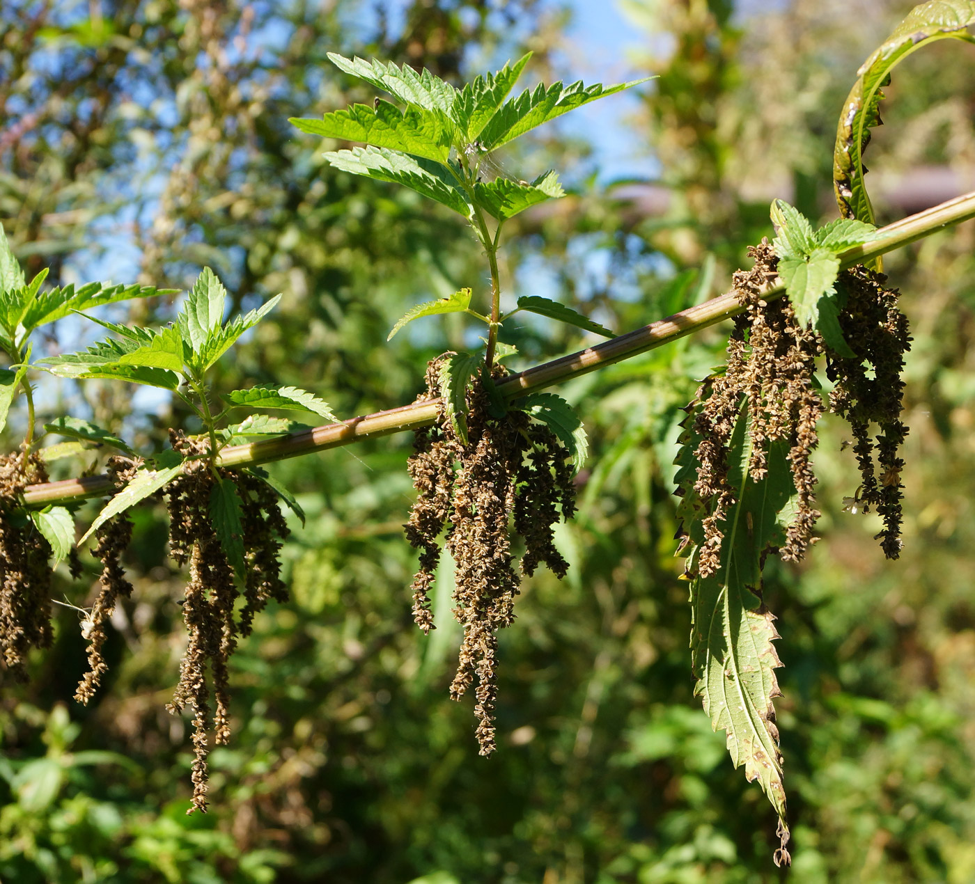 Image of Urtica dioica specimen.