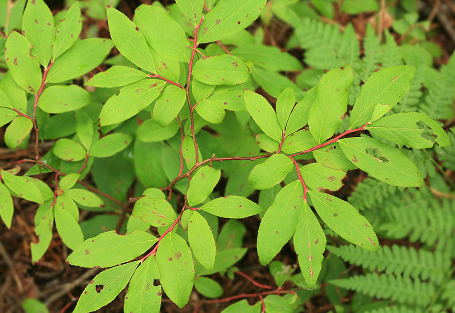 Image of Vaccinium smallii specimen.