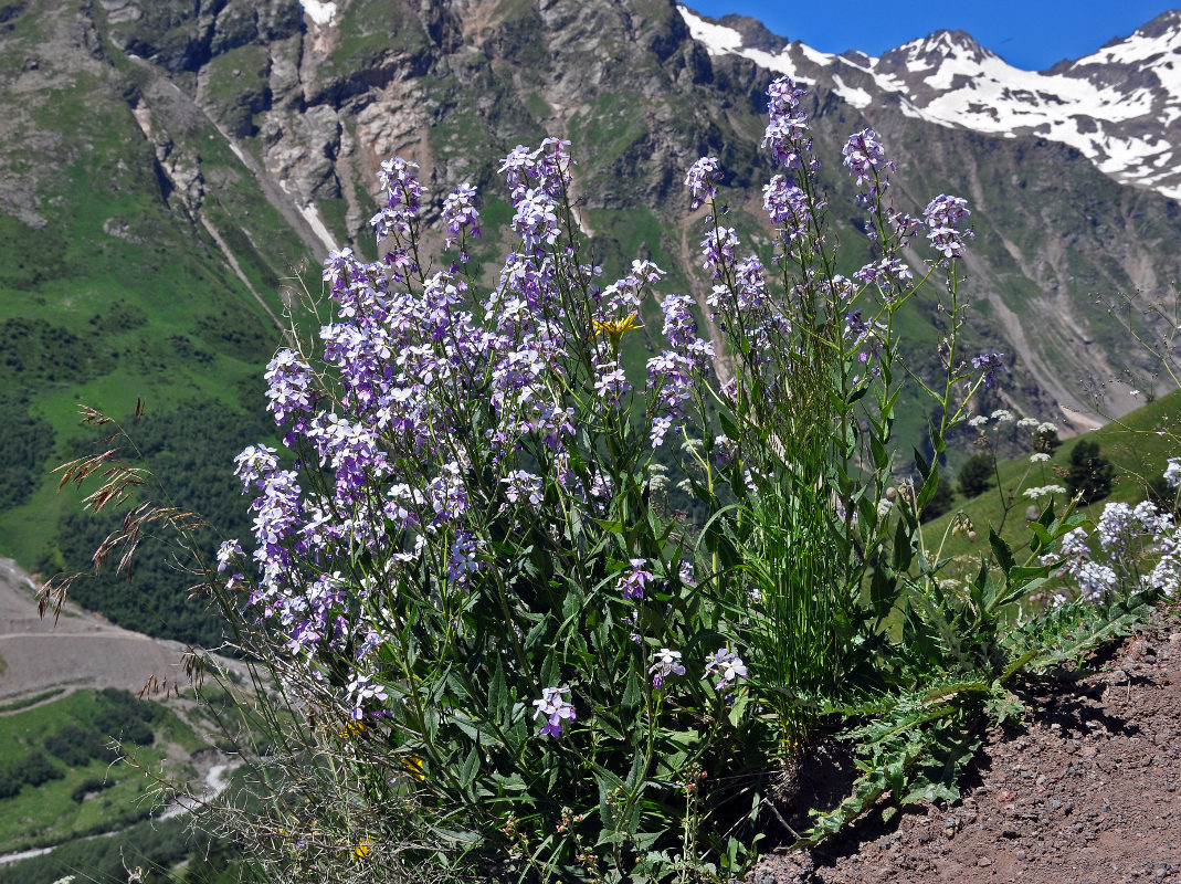 Image of Hesperis voronovii specimen.