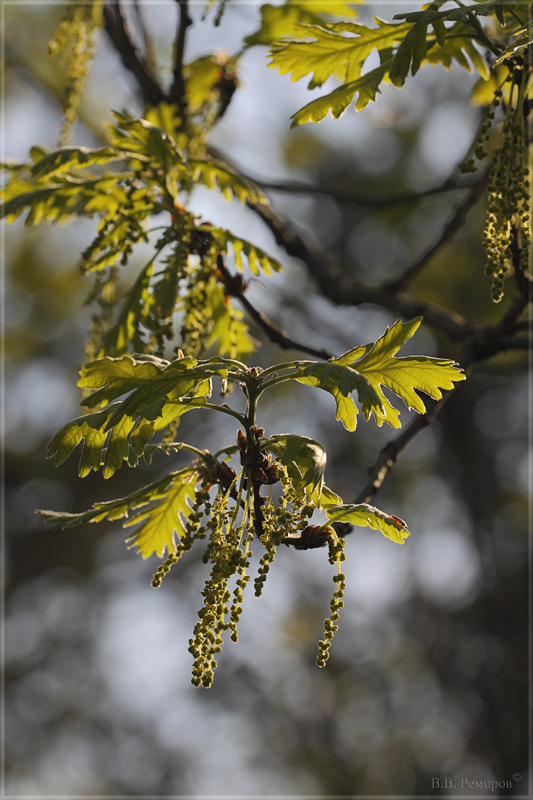 Image of genus Quercus specimen.