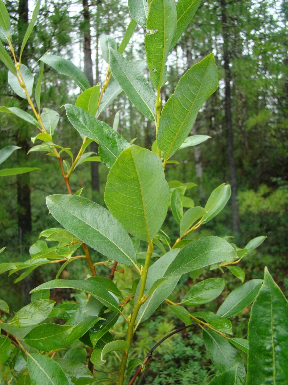 Image of Salix phylicifolia specimen.