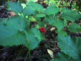 Rubus saxatilis