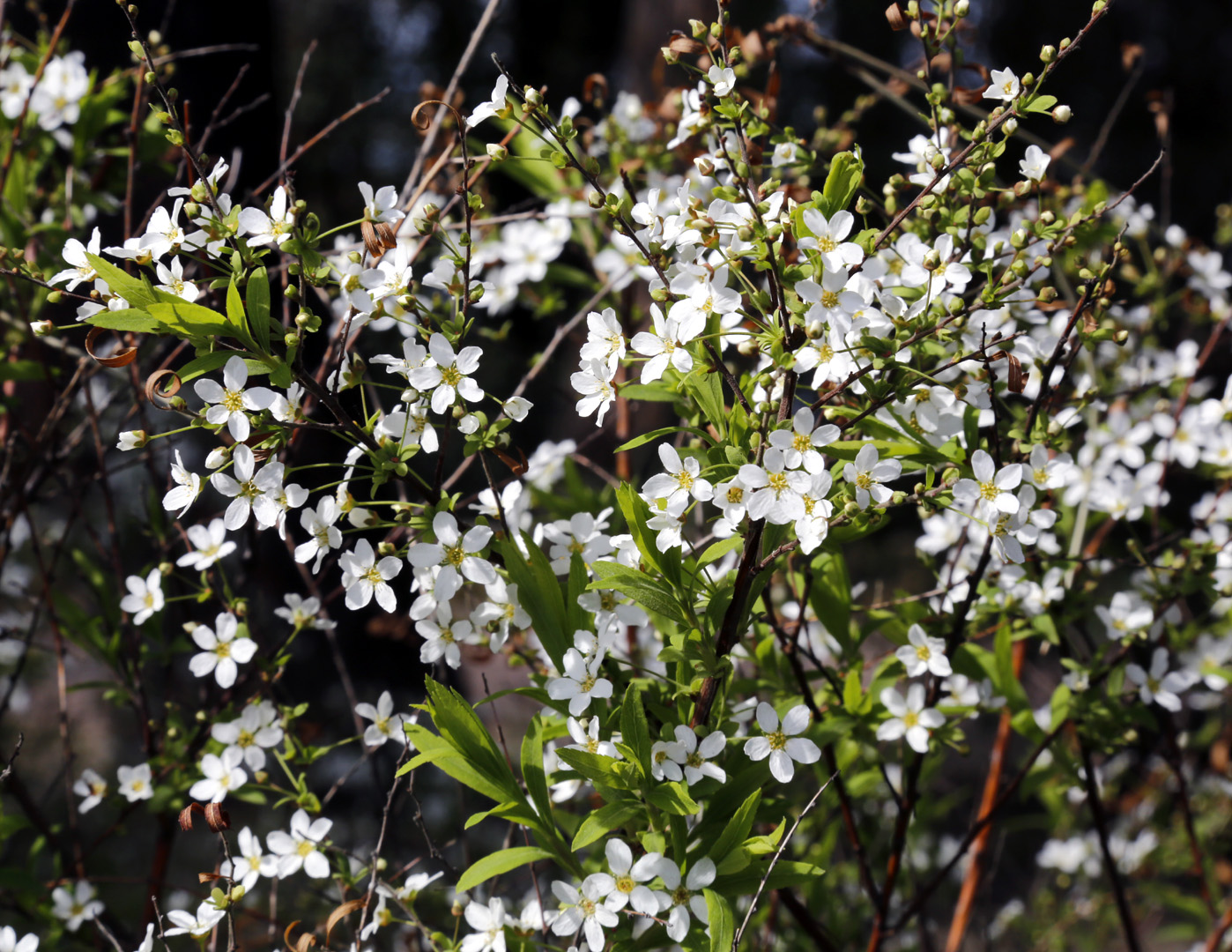 Изображение особи Spiraea &times; arguta.