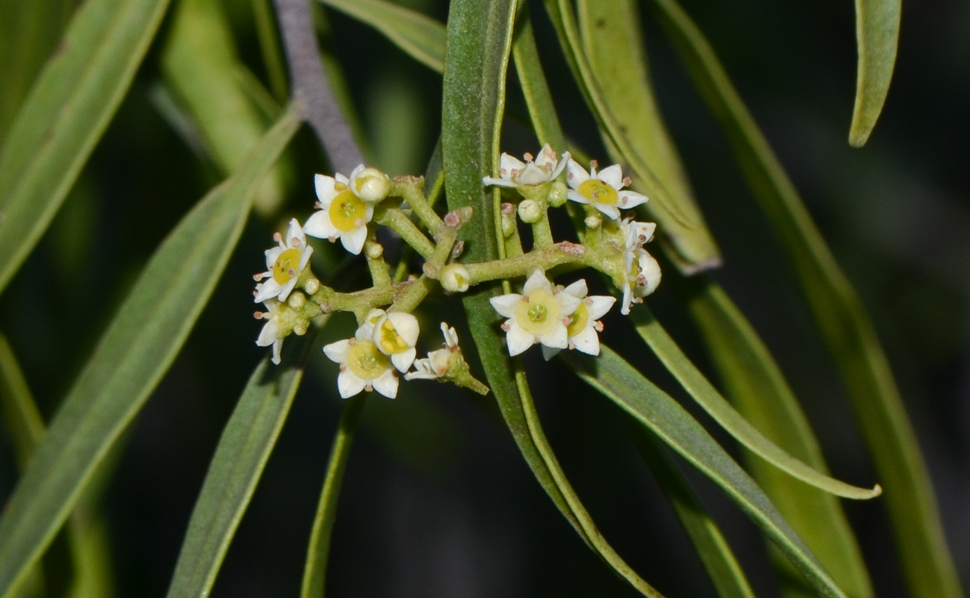 Image of Searsia lancea specimen.