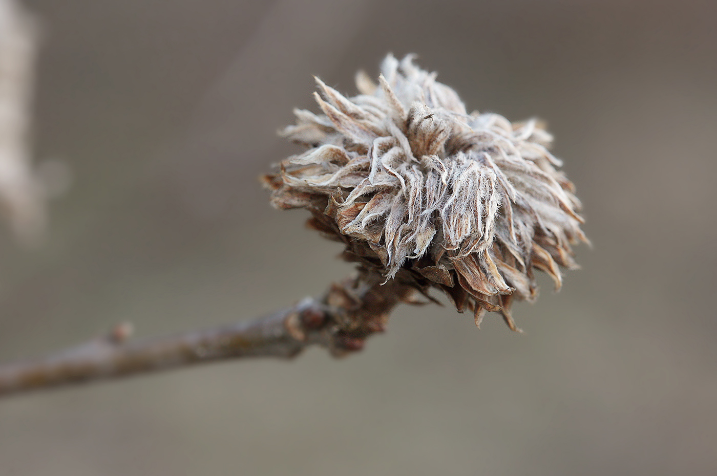 Image of Quercus robur specimen.