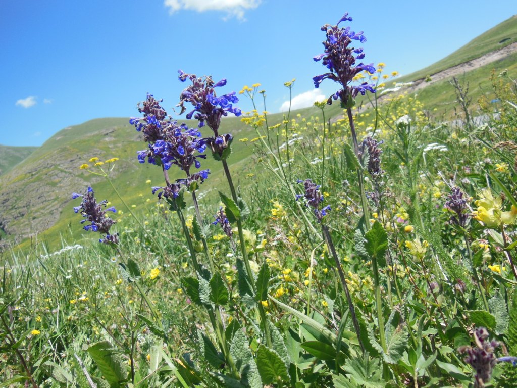 Image of Nepeta strictifolia specimen.