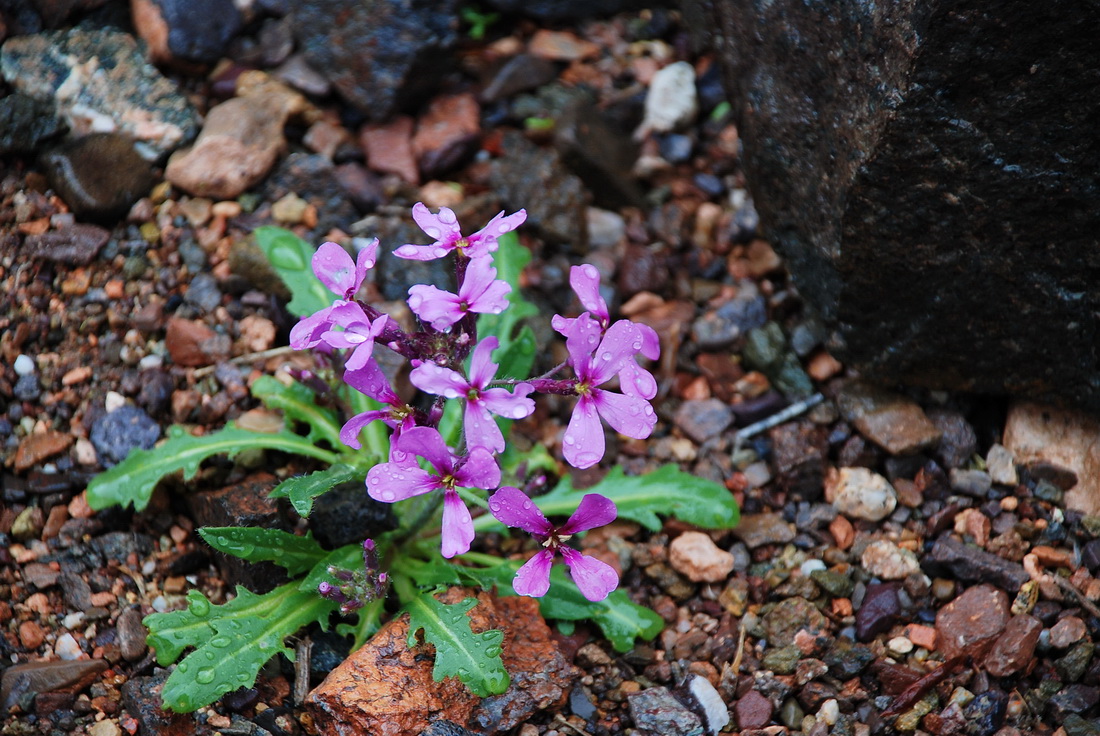 Image of Chorispora tenella specimen.