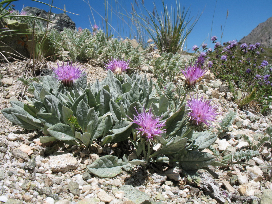 Image of Jurinea algida specimen.