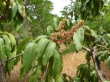View full-size image Mangifera indica